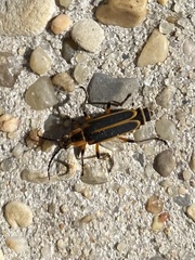 Chauliognathus marginatus