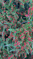 Cotoneaster horizontalis