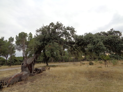 Quercus rotundifolia