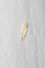 Nectopsyche exquisita