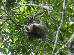Pseudochirops archeri