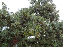 Quercus rotundifolia