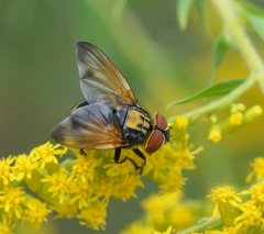 Phasia aurigera