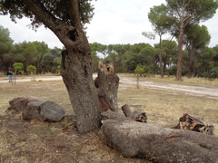 Quercus rotundifolia
