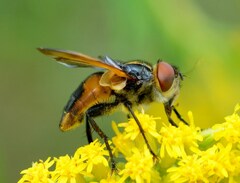 Phasia aurigera