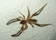 Solifugae