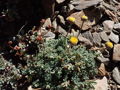 Erigeron compositus
