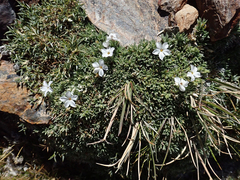 Phlox condensata
