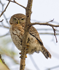 Glaucidium siju