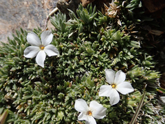 Phlox condensata