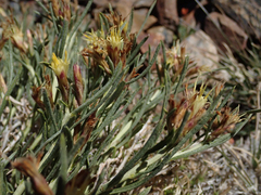 Ericameria discoidea