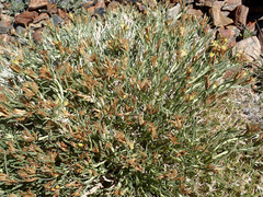 Ericameria discoidea