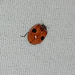 Adalia bipunctata