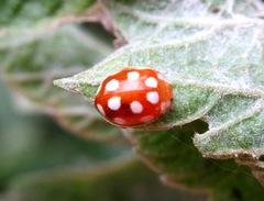 Vibidia duodecimguttata