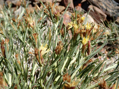 Ericameria discoidea