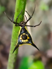 Micrathena schreibersi
