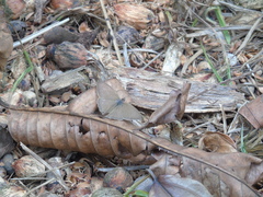 Papilionoidea
