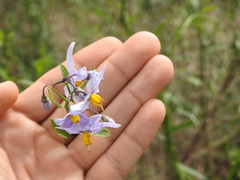 Solanum amygdalifolium