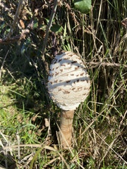 Macrolepiota procera
