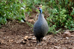 Numida meleagris reichenowi