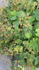 Alchemilla mollis