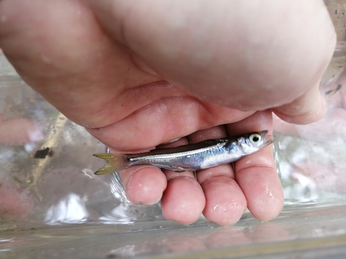 Hubbs' silverside (Atherinella hubbsi) — Atherinopsidae — 3