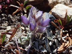 Lupinus lepidus