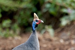 Numida meleagris reichenowi