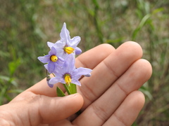 Solanum amygdalifolium