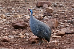 Numida meleagris reichenowi