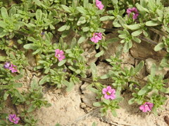 Calibrachoa parviflora