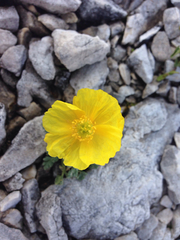 Papaver alpinum