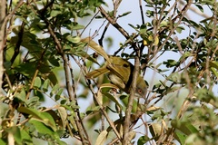 Apalis flavida