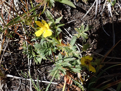 Potentilla breweri