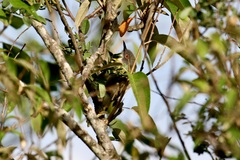 Apalis flavida