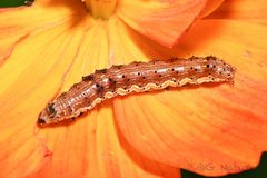 Helicoverpa armigera