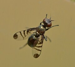 Rivellia syngenesiae