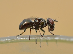 Rivellia syngenesiae