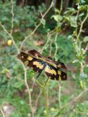 Rhyothemis variegata