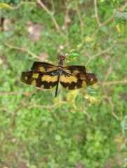 Rhyothemis variegata