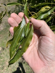 Ehretia saligna membranifolia