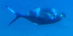 Trachinotus ovatus
