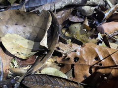 Pristimantis fenestratus