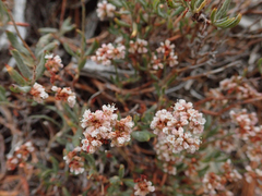 Eriogonum microtheca
