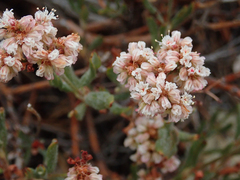Eriogonum microtheca