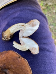 Tylopilus felleus