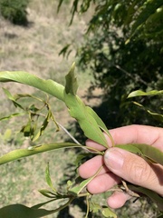 Ehretia saligna membranifolia