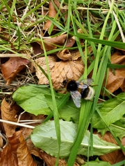 Bombus terrestris