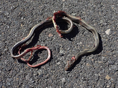 Masticophis taeniatus