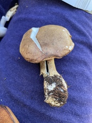 Tylopilus felleus